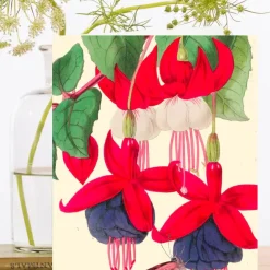 Madame Treacle Greeting Cards-Fuchsia and Butterfly Card
