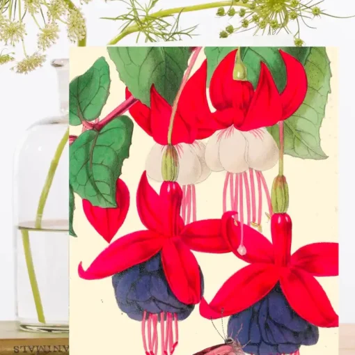 Madame Treacle Greeting Cards-Fuchsia and Butterfly Card