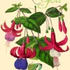 Madame Treacle Greeting Cards-Fuchsia Glitter Thank You Card
