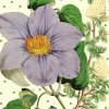 Madame Treacle Greeting Cards-Light Purple Clematis Glitter Birthday Card