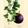 Madame Treacle Greeting Cards-Plum Greeting Card