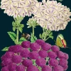 Madame Treacle Greeting Cards-Purples Greetings Card