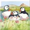 Emma Ball Greeting Cards-Sea Thrift Puffins Greetings Card