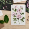 Catherine Lewis Greeting Cards-Tree Peony - card