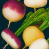 Madame Treacle Greeting Cards-Turnip Greetings Card