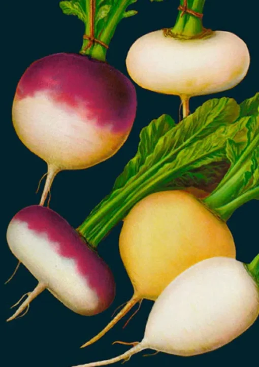 Madame Treacle Greeting Cards-Turnip Greetings Card